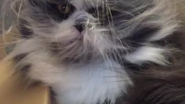 animal talk | funny cats 4