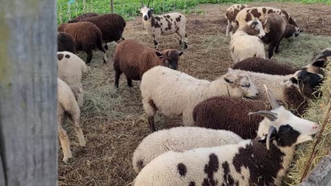 Weaned ram lambs from mothers (ewes)