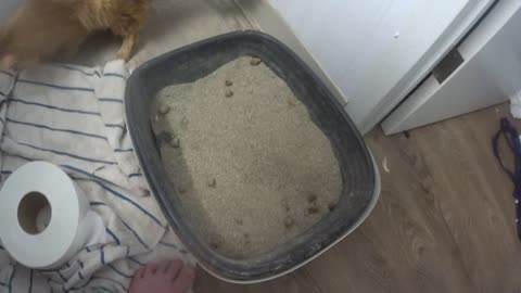 Willie the SERIAL KILLER!