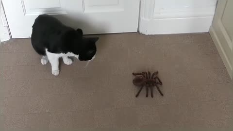 Cat Reacts To Giant Spider (RC)