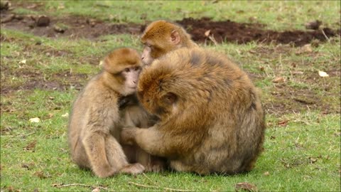 Funny Monkey Moments Adorable