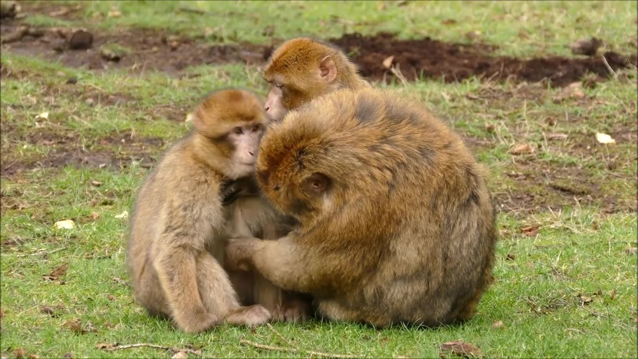Funny Monkey Moments Adorable