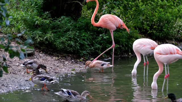 Water Birds - Videos For Pets