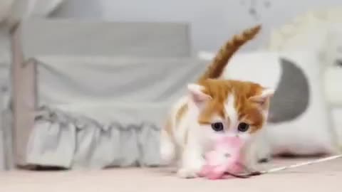 animals_funny_videos