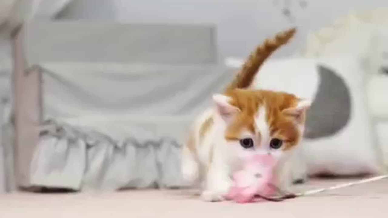 animals_funny_videos