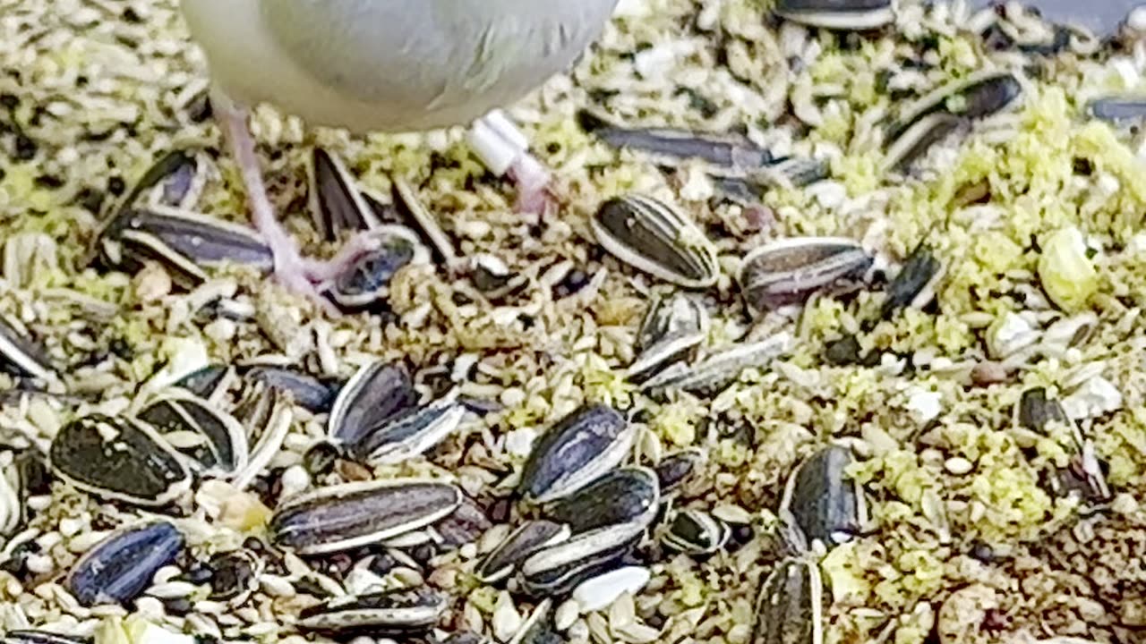 Silver Java Sparrow - Aviary Birds