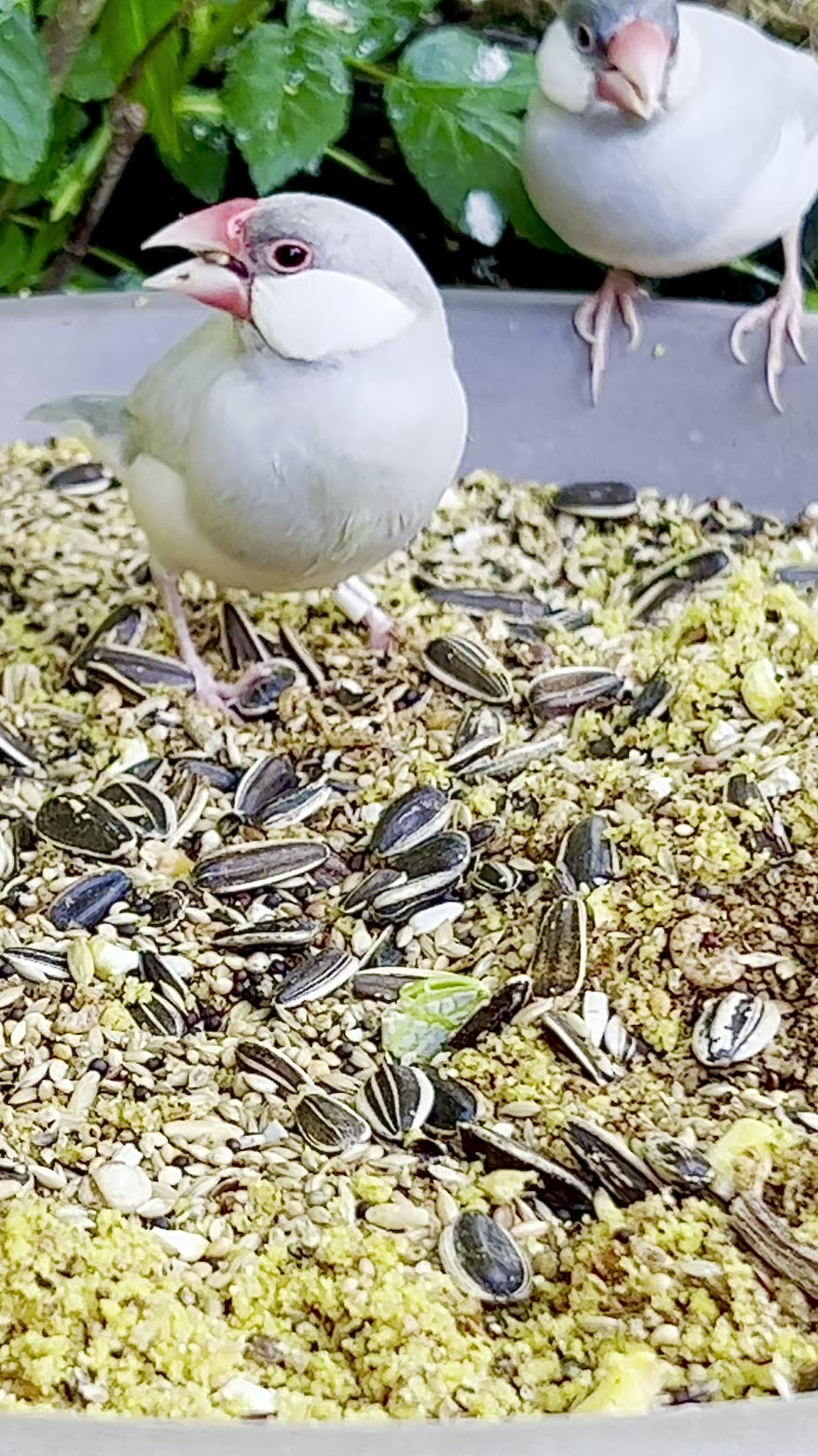 Silver Java Sparrow Aviary Birds