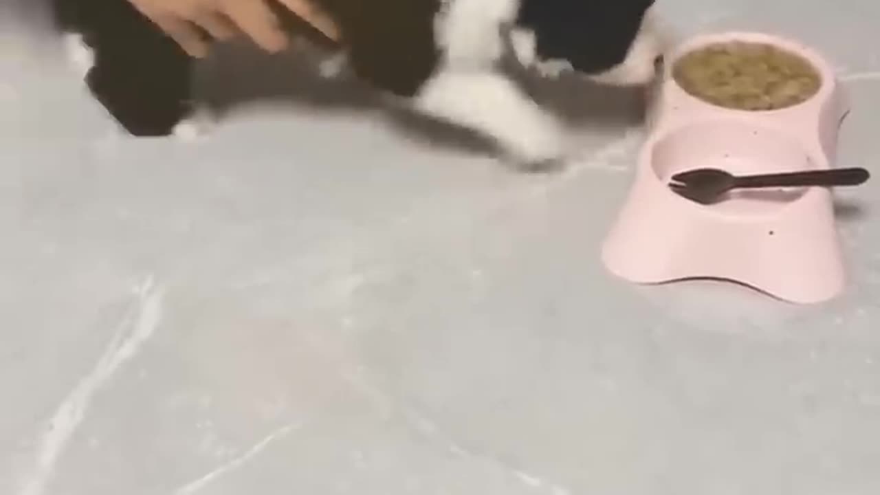 Funny Animal😅