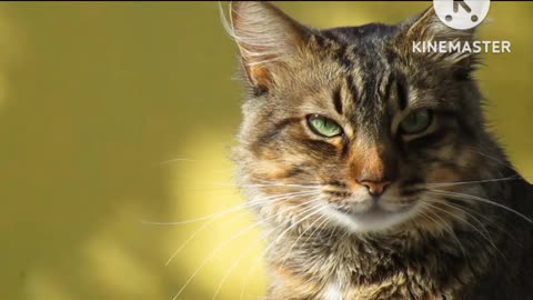 Video of a Tabby Cat