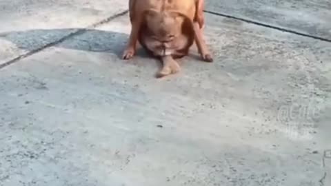 Funny pet 🐕🐕