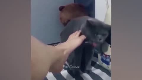 Funniest Animals 2023 😂 Best Funny Cats and Dogs 😺🐶 Part 24 _ Pets Corner