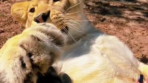 Tiger 🐅🐯
