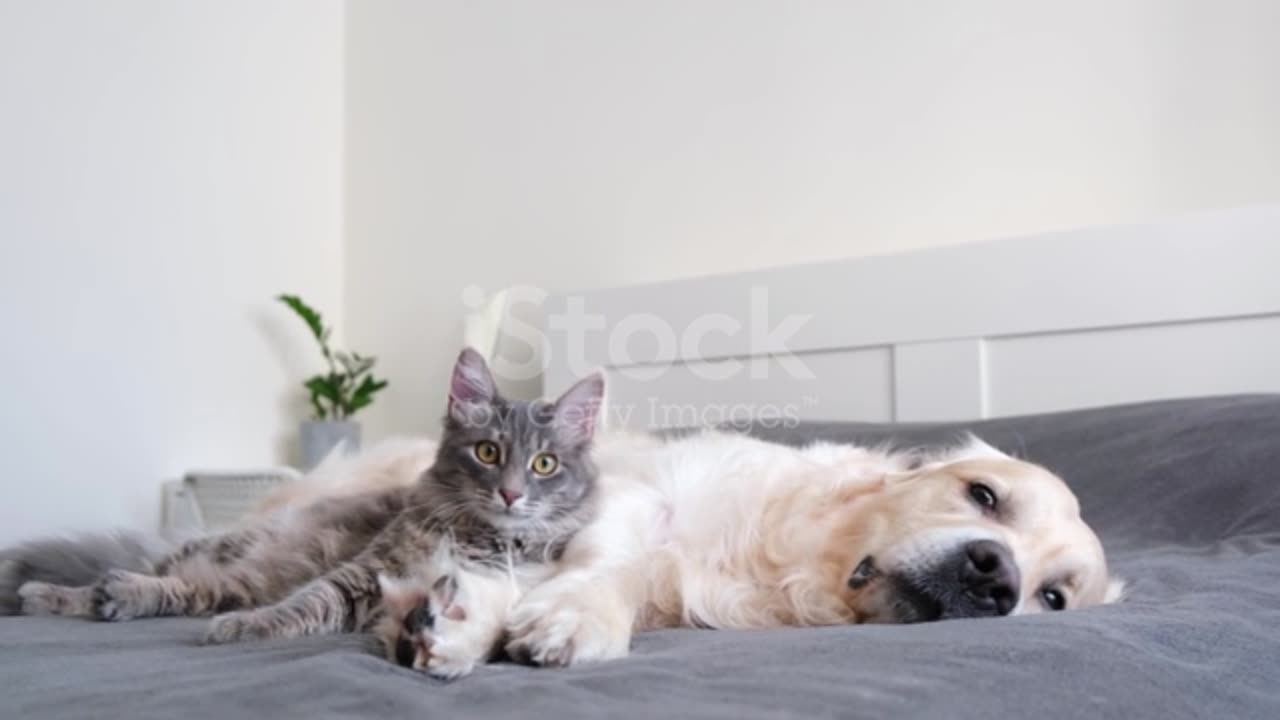 A cat and a dog lie together on the bed