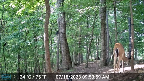 The Woods – 07/19/2023