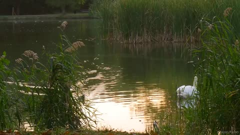 Música e Natureza - Música Relaxante e Vídeo com Lindas Aves - Relaxar