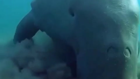 What do you guys think this is🤔🧐