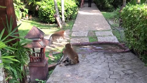 THE ANIMAL SHOW ! AMAZING MONKEY FUNNY VIDEOS !!