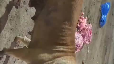Dog having tumour