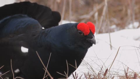 Bird Hen Chick video