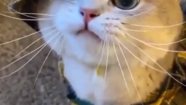 Cute cat - part5