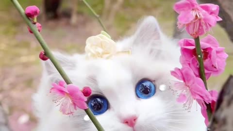 Cute Cat