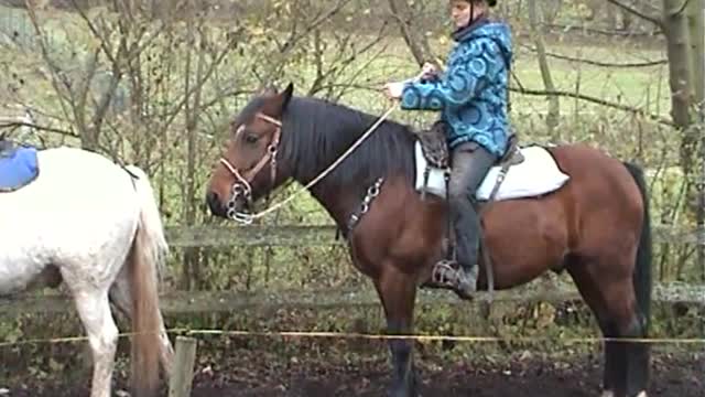 Wanderreitschule - Einführungskurs - erste Galopp-Übungen