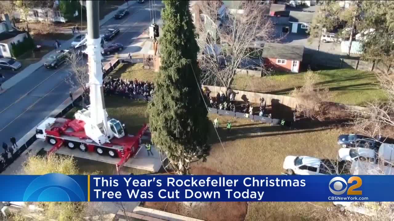 Rockefeller Center Christmas tree cut down upstate