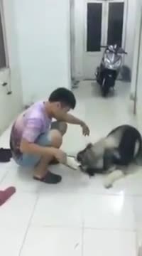 The dog shows a very cute affection for its owner