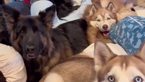 That’s a lot of beautiful pet dogs