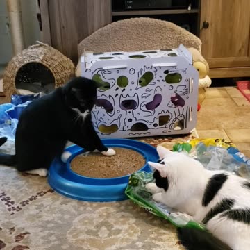 Fierce battle over Cat toy
