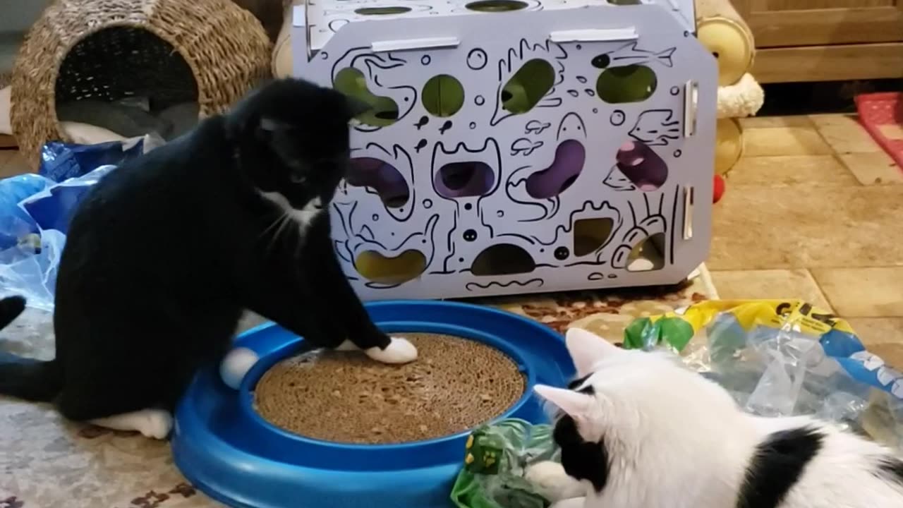 Fierce battle over Cat toy