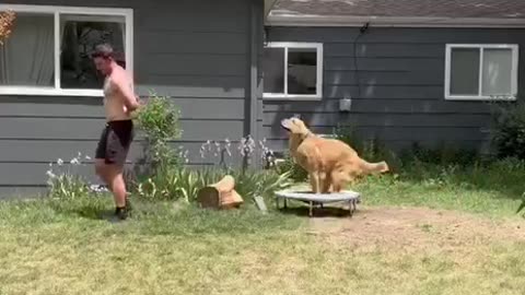 Doggy loves his trampoline