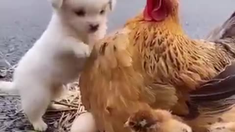 Friendship / Puppy and Chicken - A beautiful moment 🥰