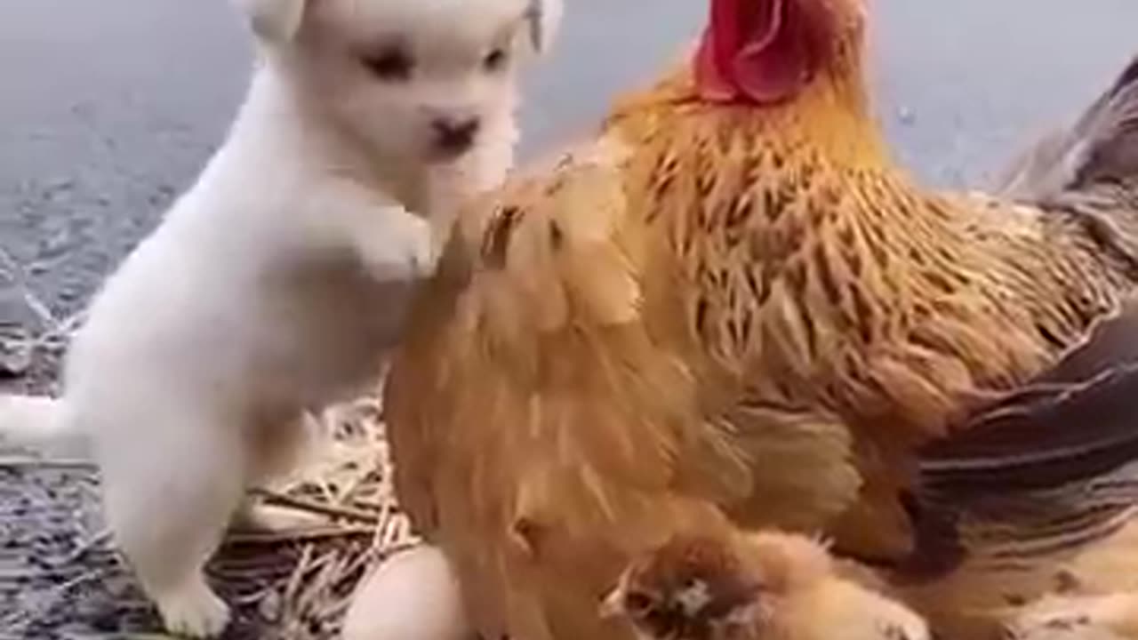 Friendship / Puppy and Chicken - A beautiful moment 🥰