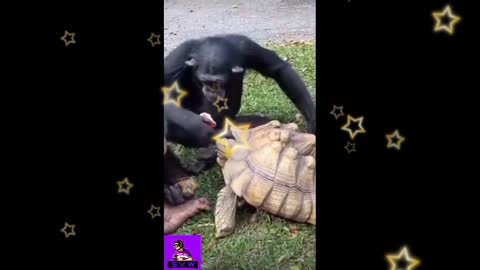 Pet animal funny video