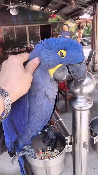 Parrot Talking - Smart And Funny Parrots Video | EP431