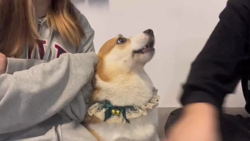 Corgi is caught in the middle