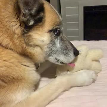 Dog Andromeda Eating her Toy 05.2022