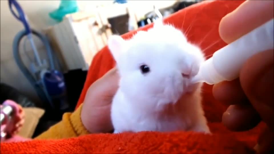 Baby Bunny Rabbits Binky - CUTEST Compilation