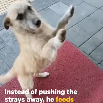 This Butcher Feeds Stray Dogs & Cats.