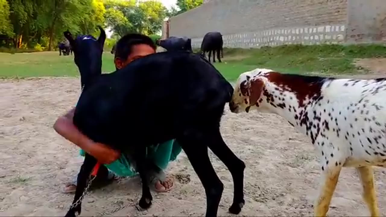 Got funny video