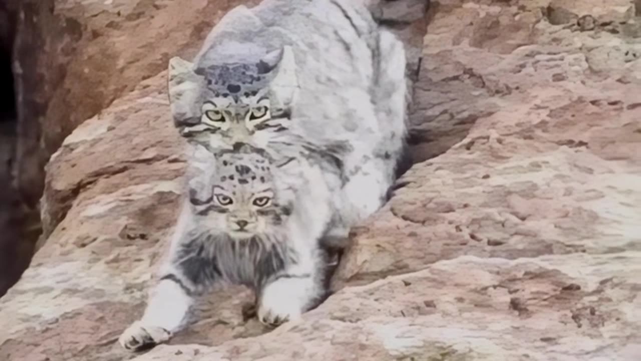 Adorable Pallas Cat Family: Mother Carries Her Kittens