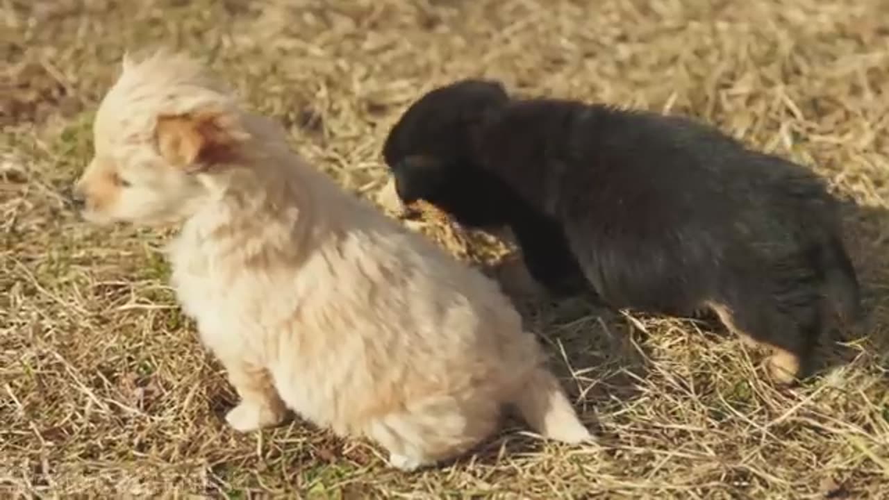 Baby animals video