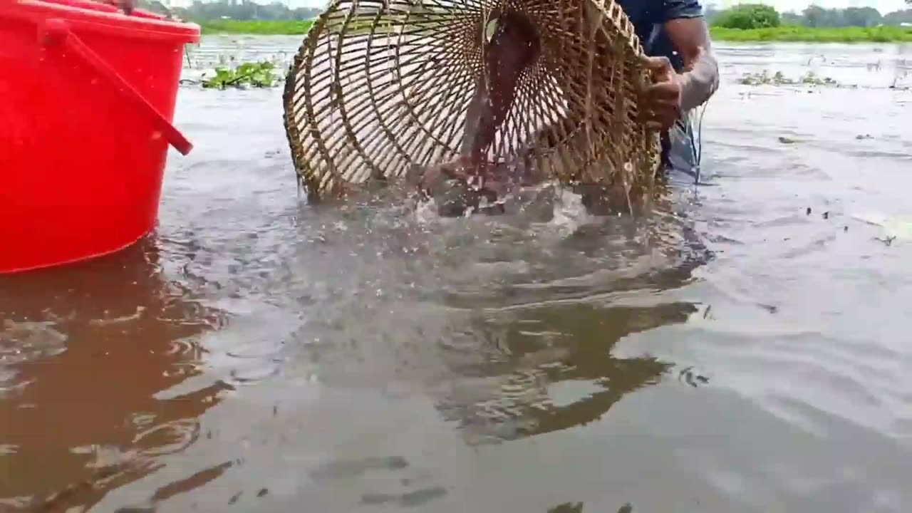 Traditional boys catching big fish by polo!unbelievable fishing techniques