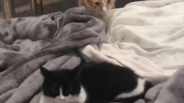 Oreo visits