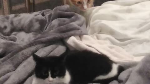 Oreo visits