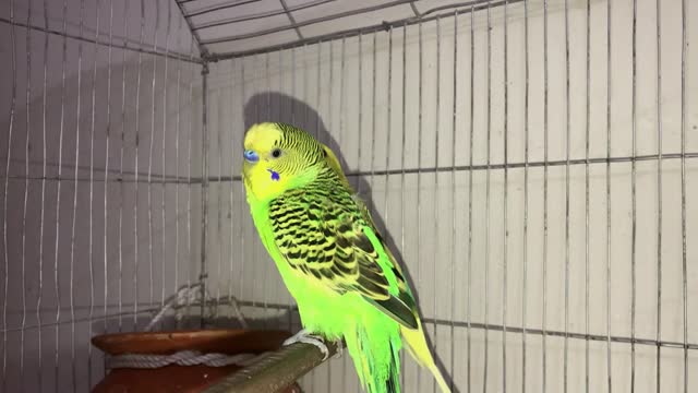 1 Hour happy budgie Sounds for Lonely Budgies