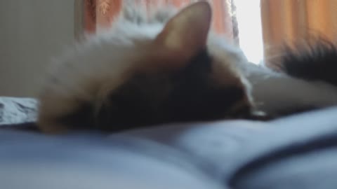 my mini cat