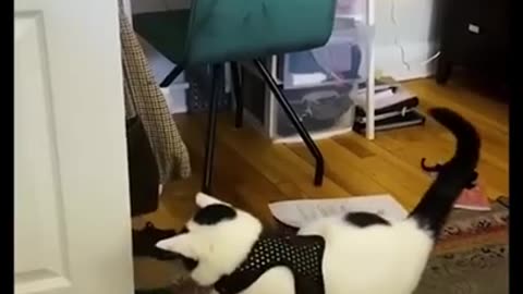 Funny video short