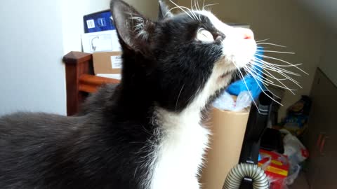 Chirping Cat